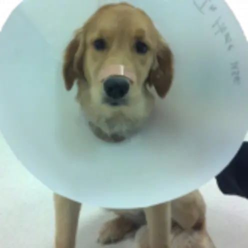 Dog with a cone around its neck